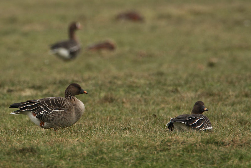 Tundra Bean Goose