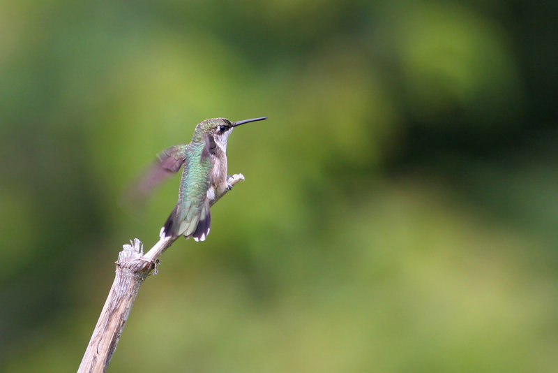 Ruby-throated Hummingbird