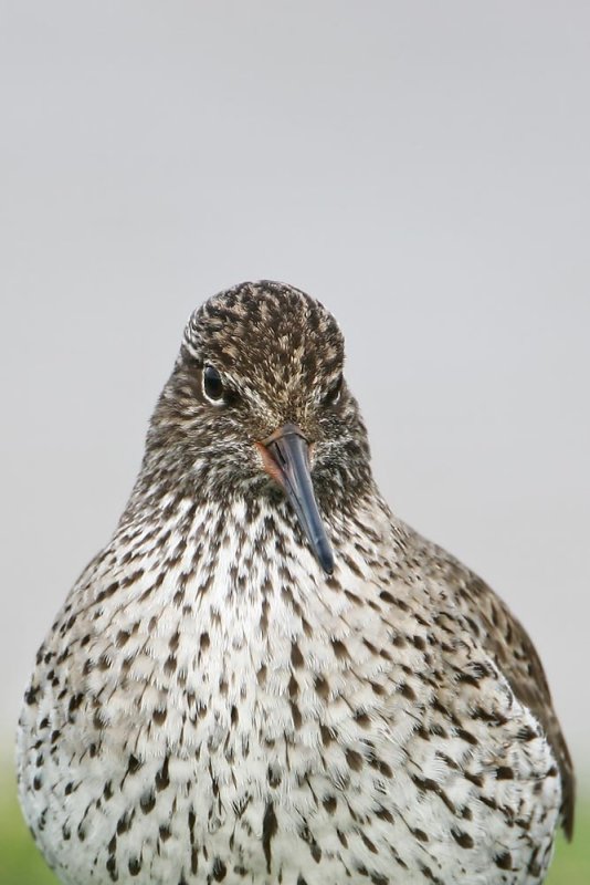 Redshank