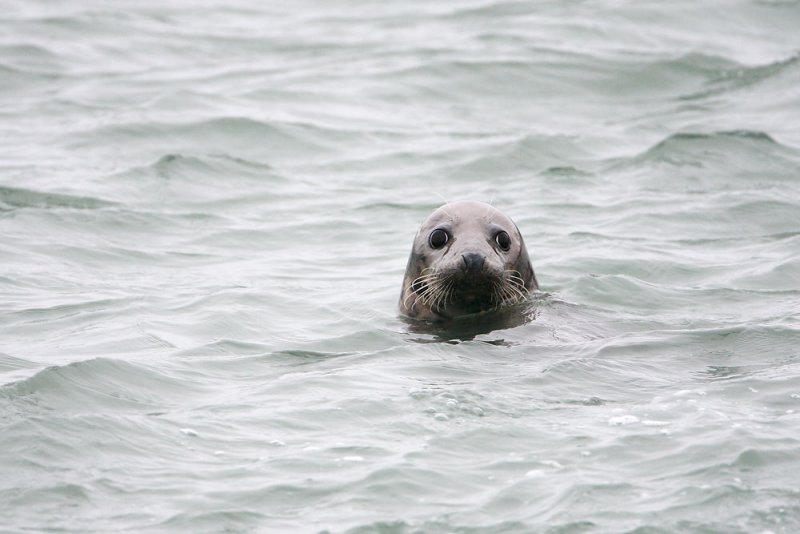 Seal