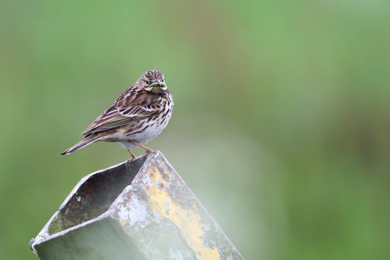 Meadow Pipit