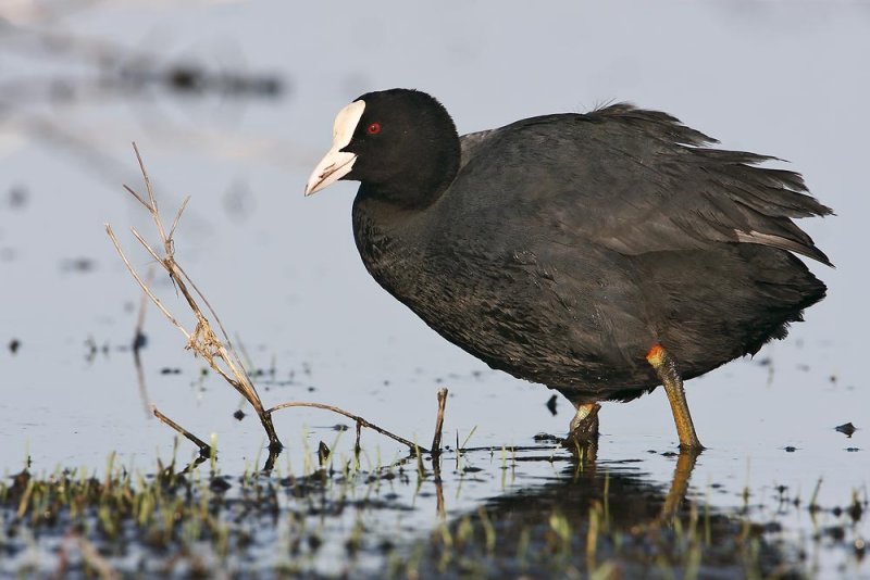 Coot