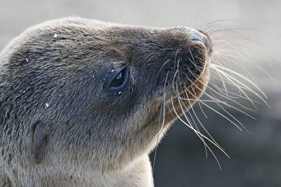 Galapagos Fur Seal (Puerto Egas, Santiago)