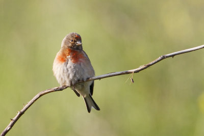Linnet
