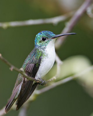 Andean Emerald