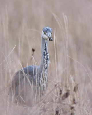 Grey Heron