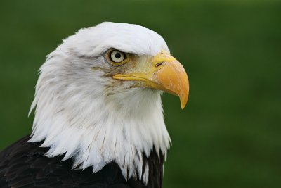 Bald Eagle (Captive)