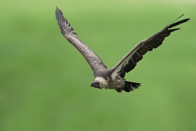 White-backed Vulture (Captive)