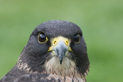 Gyr falcon x Peregrine falcon (Captive)