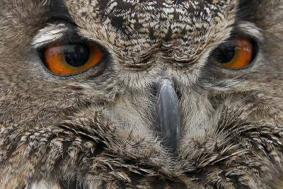 Eurasian Eagle Owl (Captive)