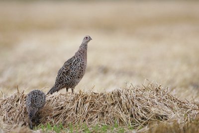 Pheasant