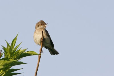 Whitethroat