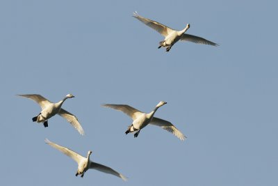 Bewick's Swan