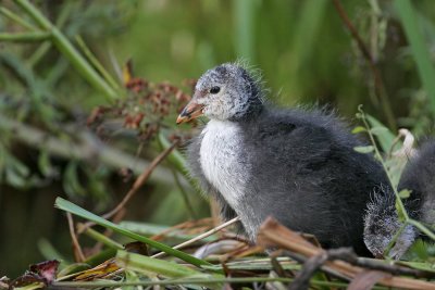 Common Coot