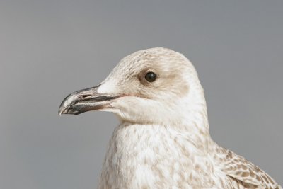 Hering Gull