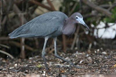 Little Blue Heron