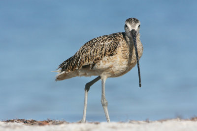 Long-billed Curlew