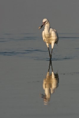 Reddish Egret (white morph)