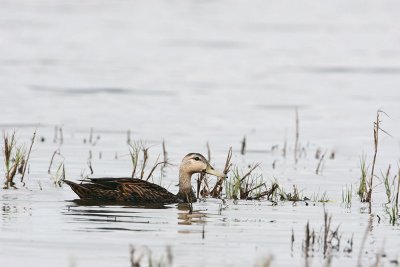 Mottled Duck