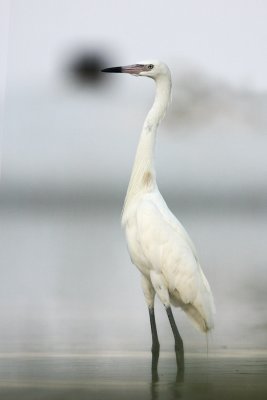Reddish Egret (white morph)