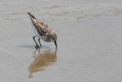 Western Sandpiper