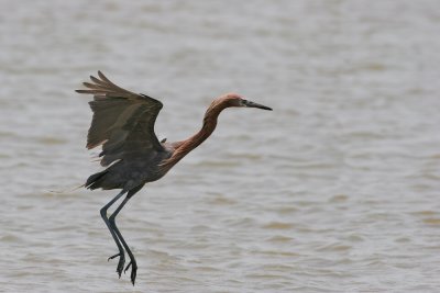 Reddish Egret