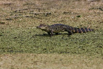 American Alligator