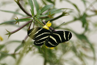 Zebra Long Wing