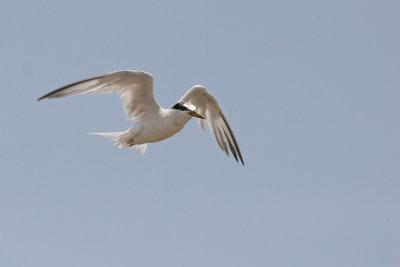 Least Tern