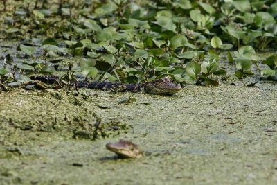 American Alligator