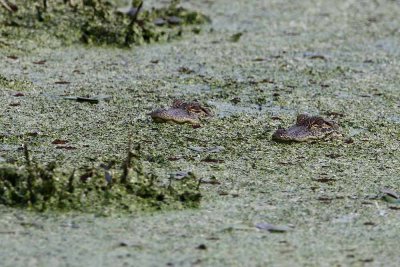 American Alligator
