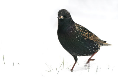 European Starling