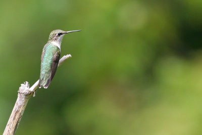 Hummingbirds of the USA