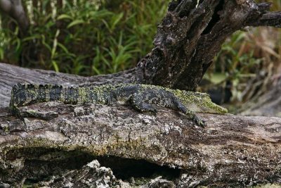 American Alligator