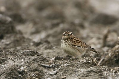 Wood Lark