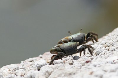 Fiddler Crab