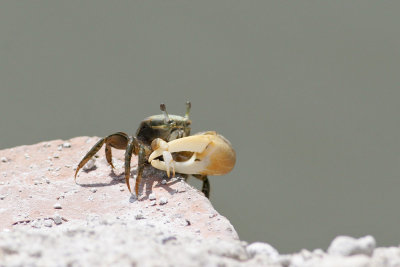 Fiddler Crab