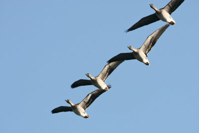 Tundra Bean Goose