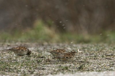 Wood Lark