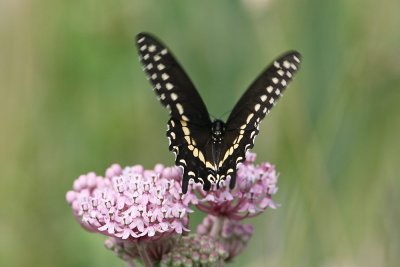 Laurel Swallowtail
