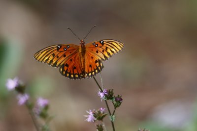 Gulf Fritillary
