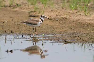 Killdeer