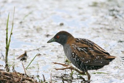 Baillon's Crake