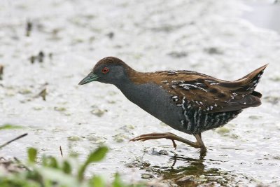 Baillon's Crake