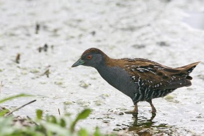 Baillon's Crake