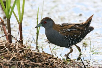 Baillon's Crake