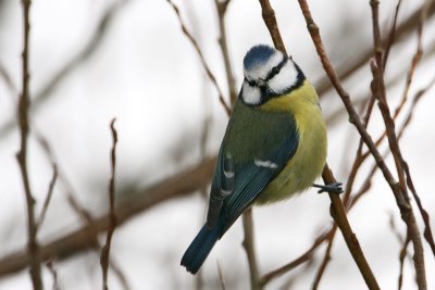 Blue Tit