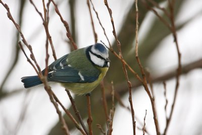 Blue Tit