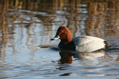 Pochard