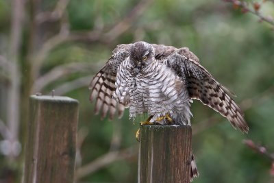 Sparrow Hawk